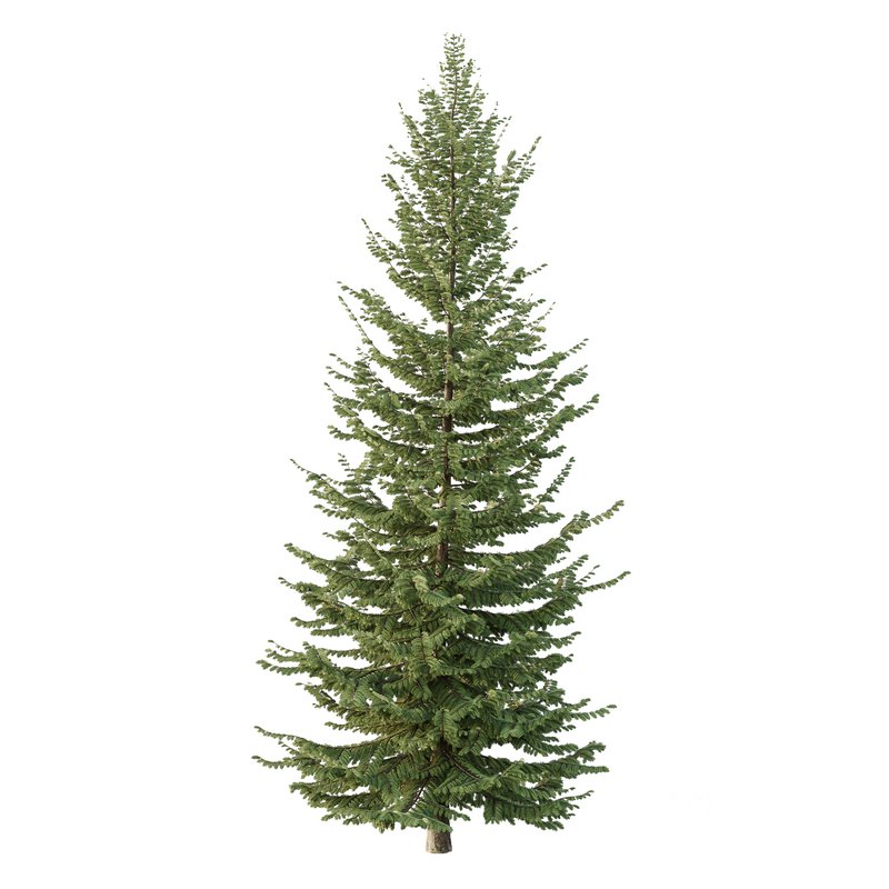 spruce tree001 Image 1