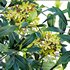 Lemonwood Tree – Pittosporum eugenioides 03 - Thumbnail 2