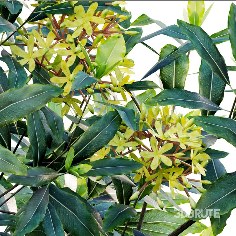 Lemonwood Tree – Pittosporum eugenioides 03 Image 2