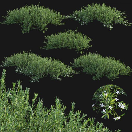 Myoporum Parvifolium- Yareena