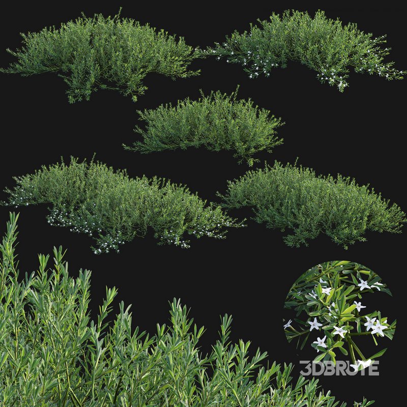 Myoporum Parvifolium- Yareena Image 1