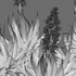 Agave Blue Flame - Thumbnail 4