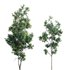 Lemonwood Tree – Pittosporum eugenioides 02 - Thumbnail 1