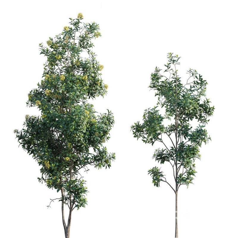 Lemonwood Tree – Pittosporum eugenioides 02 Image 1