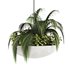Indoorplants-Hanging plants set-82 - Thumbnail 3