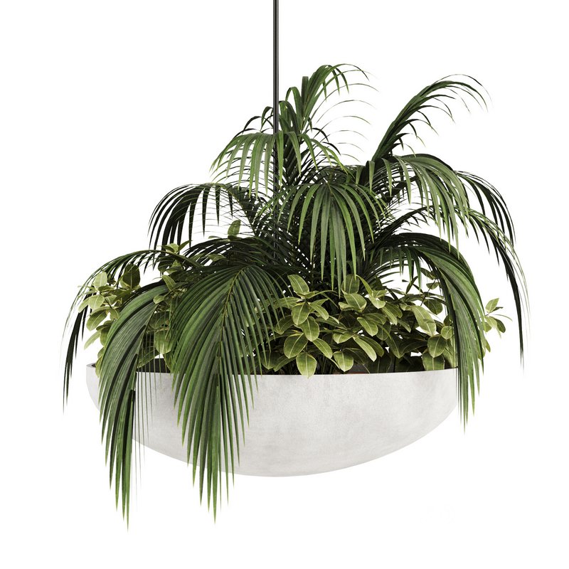 Indoorplants-Hanging plants set-82 Image 3