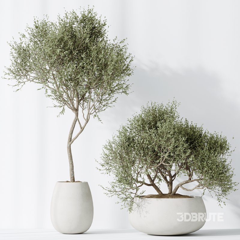 AV Indoor plants set 128 Mission Kalamata Leccino Arbequina Wilsonii Chemlali Olive Set Image 4