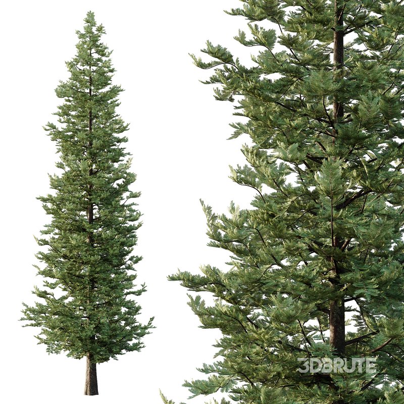 spruce tree13 Image 1