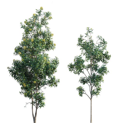 Lemonwood Tree – Pittosporum eugenioides 02