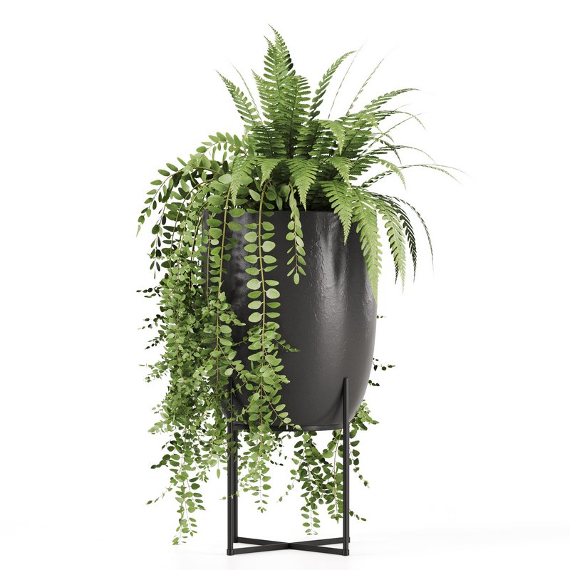 Indoorplants-149 Image 3