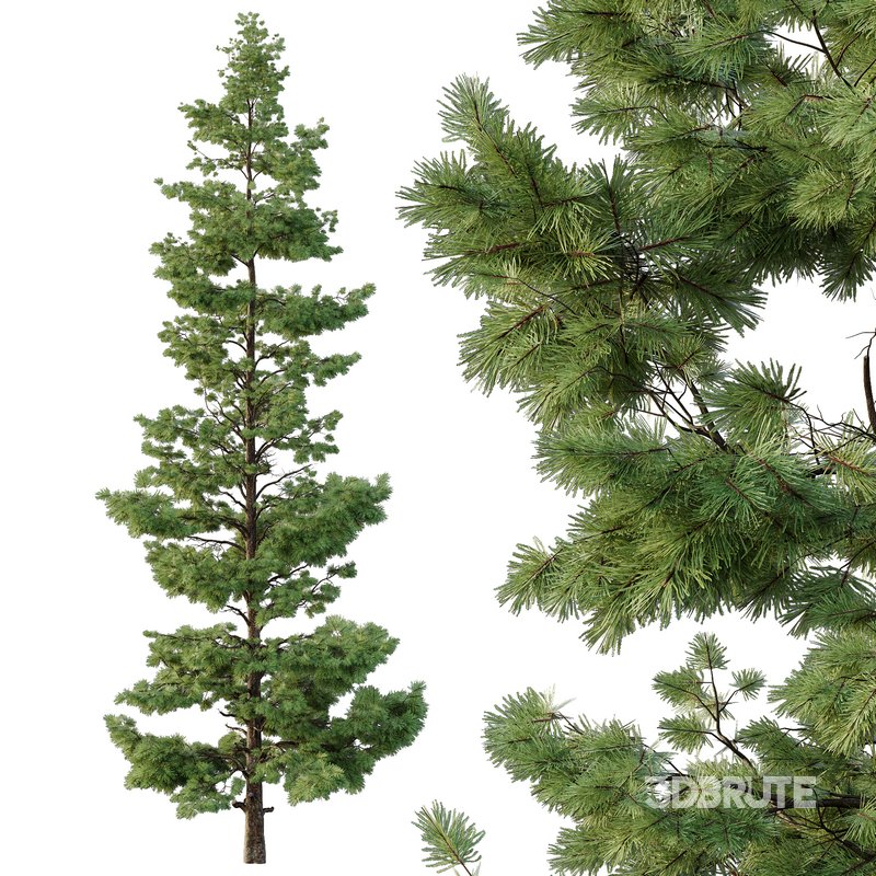 Pinus tree002 Image 3