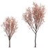 Acer Griseum – Paperbark Maple 02 - Thumbnail 1