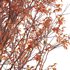 Acer Griseum – Paperbark Maple 02 - Thumbnail 2