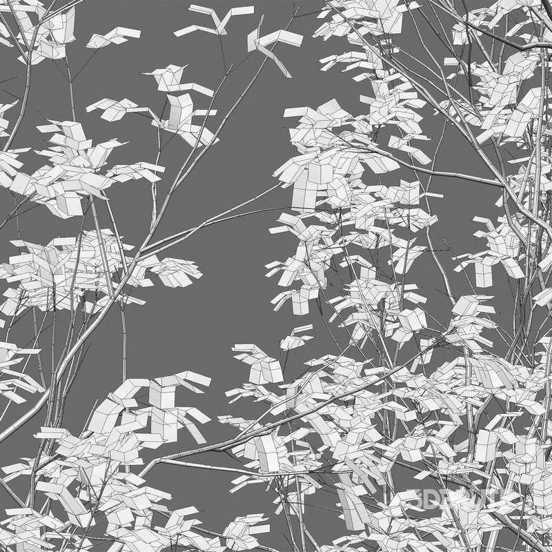 Acer Griseum – Paperbark Maple 02 Image 4