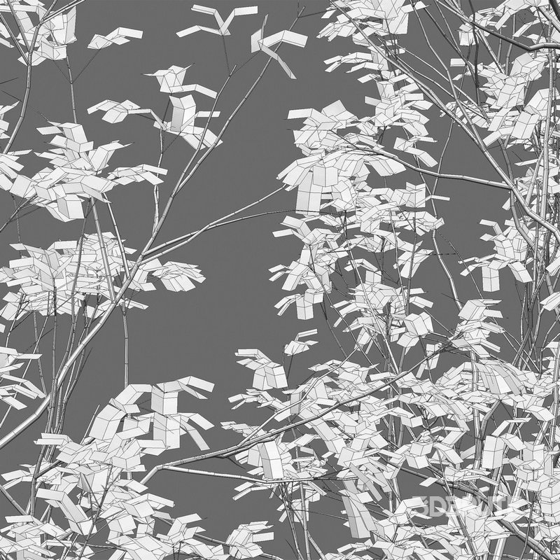 Acer Griseum – Paperbark Maple Image 4