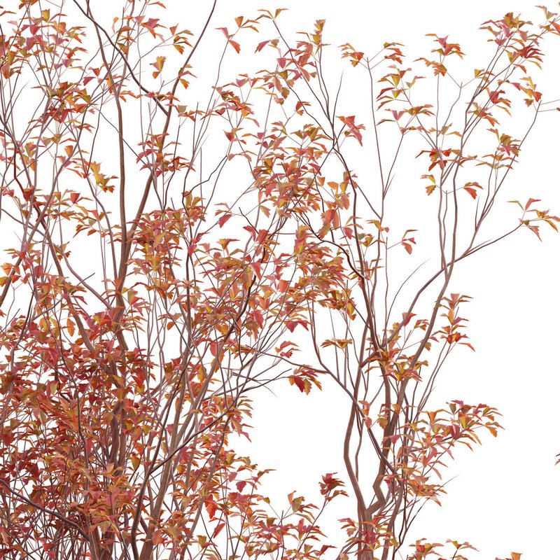 Acer Griseum – Paperbark Maple Image 3