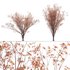 Acer Griseum – Paperbark Maple - Thumbnail 1