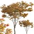 Acer palmatum – Japanese maple 01 - Thumbnail 1