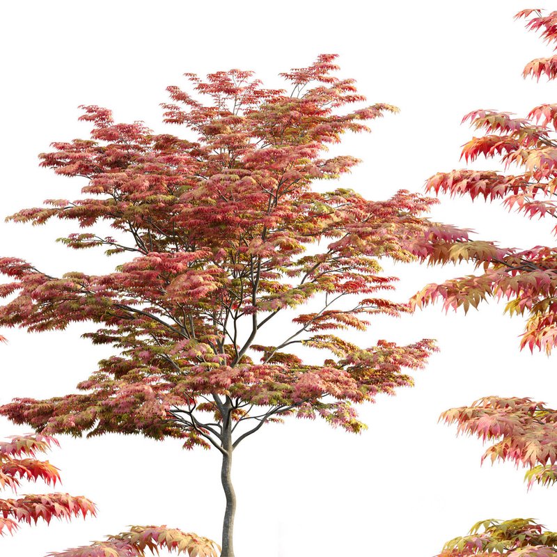 Acer palmatum – Japanese maple 02 Image 1