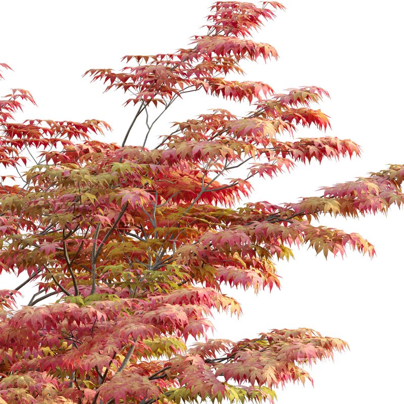 Acer palmatum – Japanese maple 02 Image 2