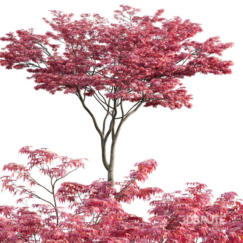 Acer palmatum – Japanese maple 03 Image 1