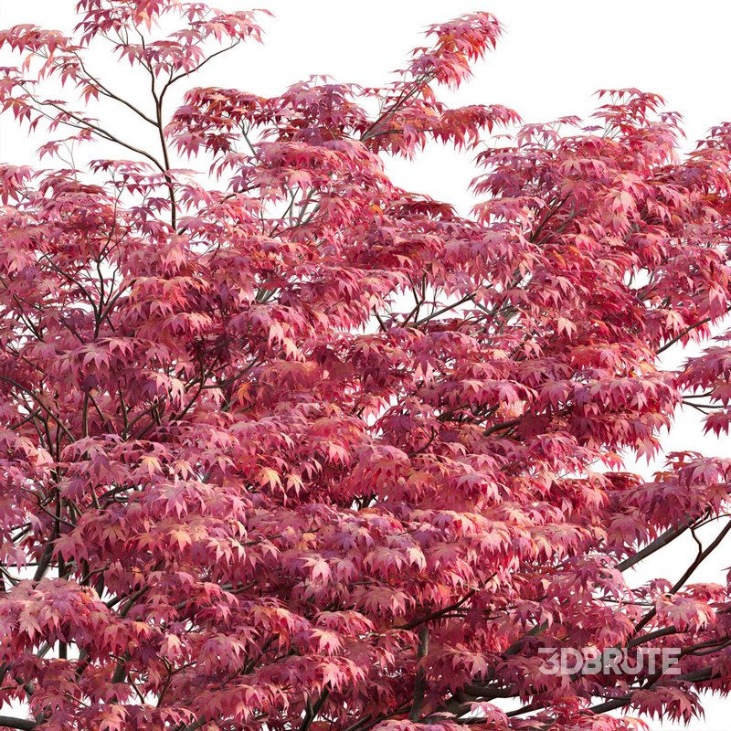 Acer palmatum – Japanese maple 03 Image 2