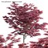 Acer palmatum – Japanese maple 04 - Thumbnail 1