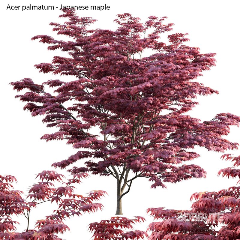 Acer palmatum – Japanese maple 04 Image 1
