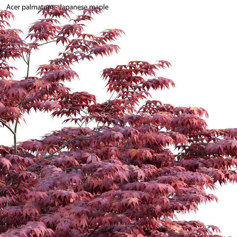Acer palmatum – Japanese maple 04 Image 2