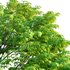 Acer palmatum – Japanese maple 05 - Thumbnail 2
