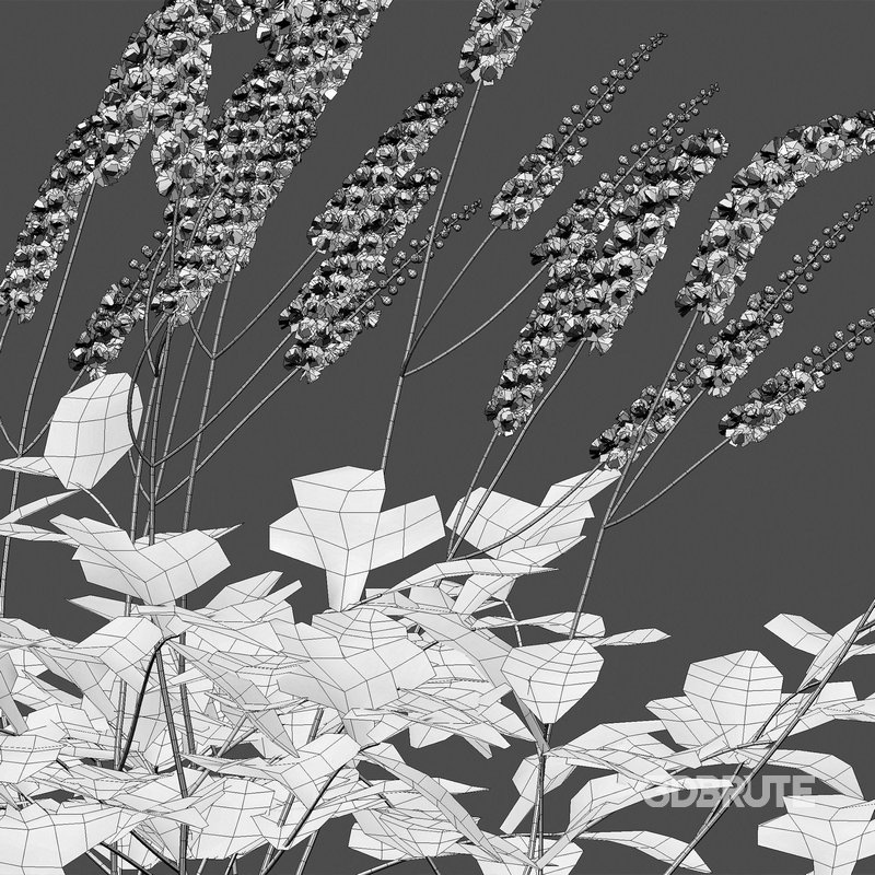 Actaea matsumurae – White Pearl Image 7