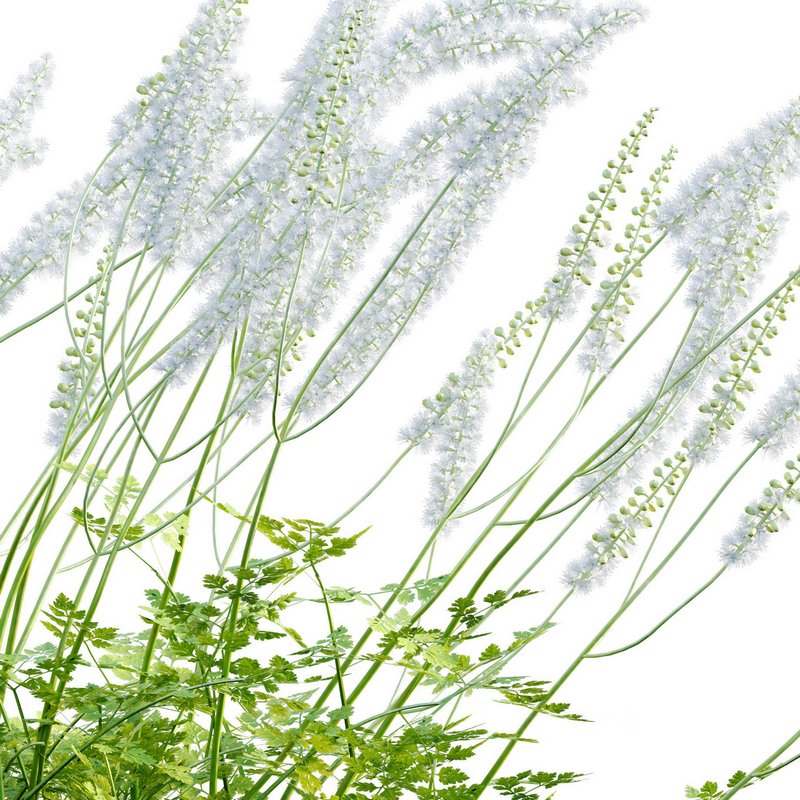 Actaea matsumurae – White Pearl Image 6