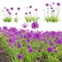 Allium hollandicum – Purple Sensation – Ornamental Onion 02 - Thumbnail 1