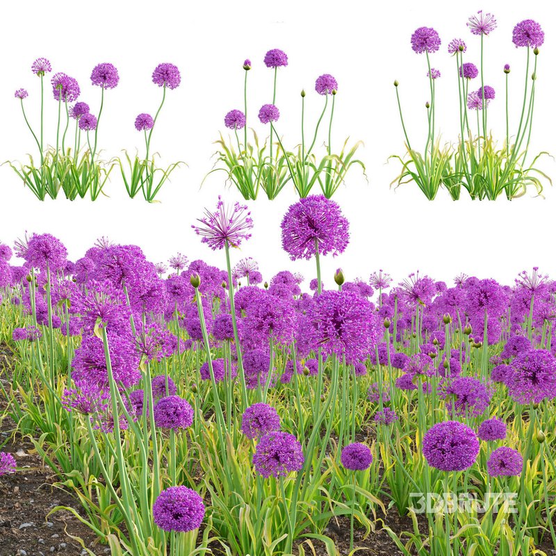 Allium hollandicum – Purple Sensation – Ornamental Onion 02 Image 1