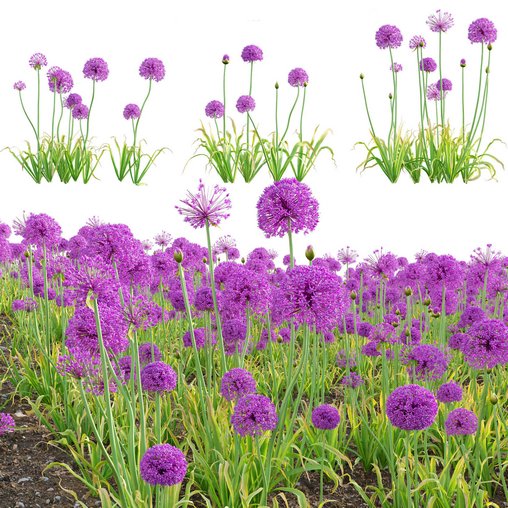 Allium hollandicum – Purple Sensation – Ornamental Onion 02