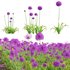 Allium hollandicum – Purple Sensation – Ornamental Onion - Thumbnail 1