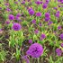 Allium hollandicum – Purple Sensation – Ornamental Onion - Thumbnail 2