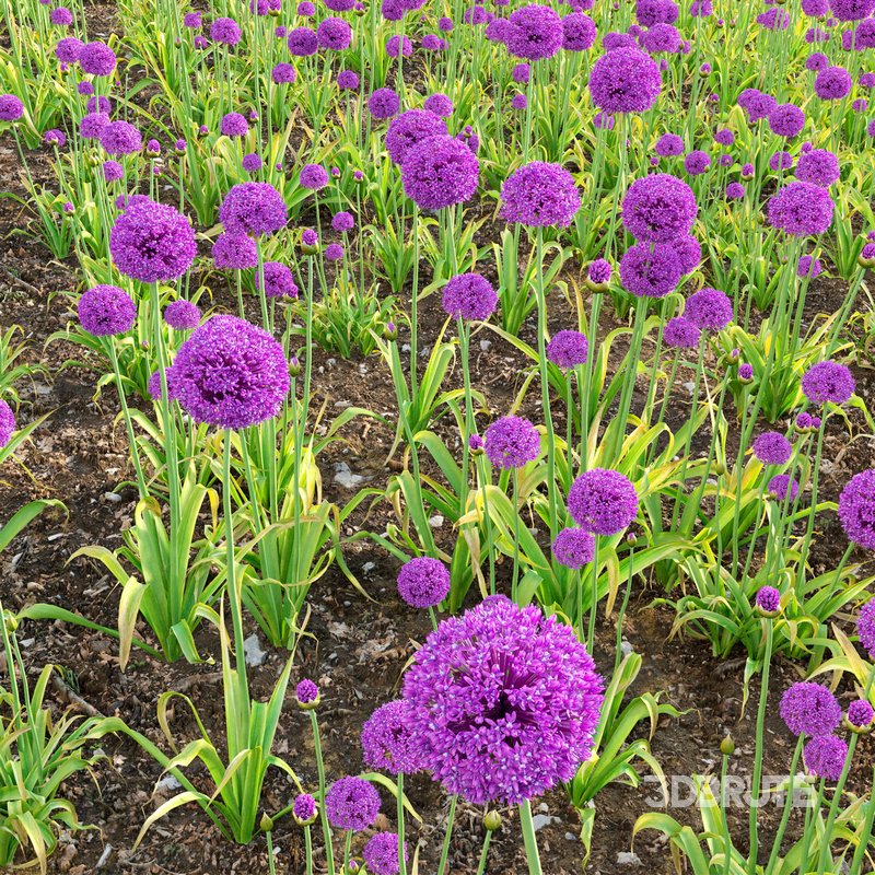 Allium hollandicum – Purple Sensation – Ornamental Onion 02 Image 2