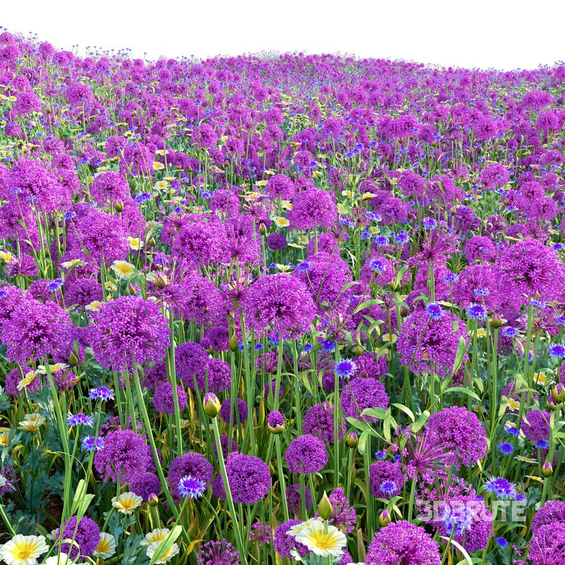 Allium hollandicum – Purple Sensation – Ornamental Onion 02 Image 3