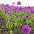 Allium hollandicum – Purple Sensation – Ornamental Onion - Thumbnail 4