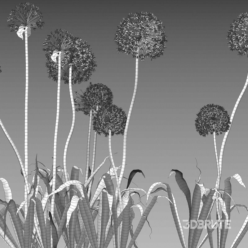 Allium hollandicum – Purple Sensation – Ornamental Onion Image 5