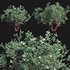 Arctostaphylos glauca ?C Big Berry Manzanita 03 - Thumbnail 1
