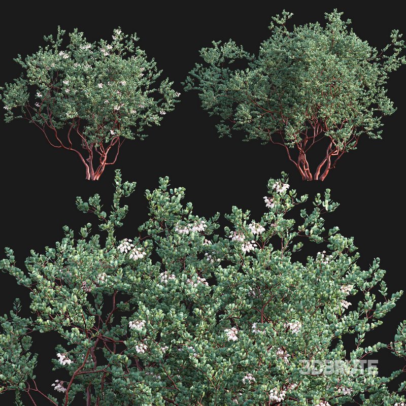 Arctostaphylos glauca ?C Big Berry Manzanita 03 Image 1