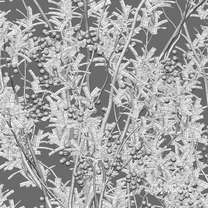 Aronia arbutifolia – Red Chokeberry Image 5