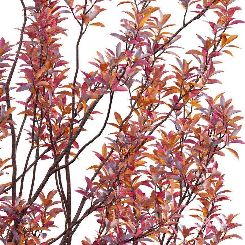 Aronia arbutifolia – Red Chokeberry Image 3