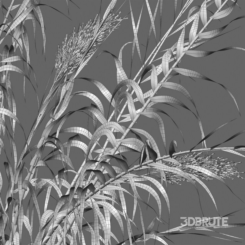 Arundo donax – Giant Reed – Spanish Reed 03 Image 4