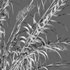 Arundo donax – Giant Reed – Spanish Reed 02 - Thumbnail 5