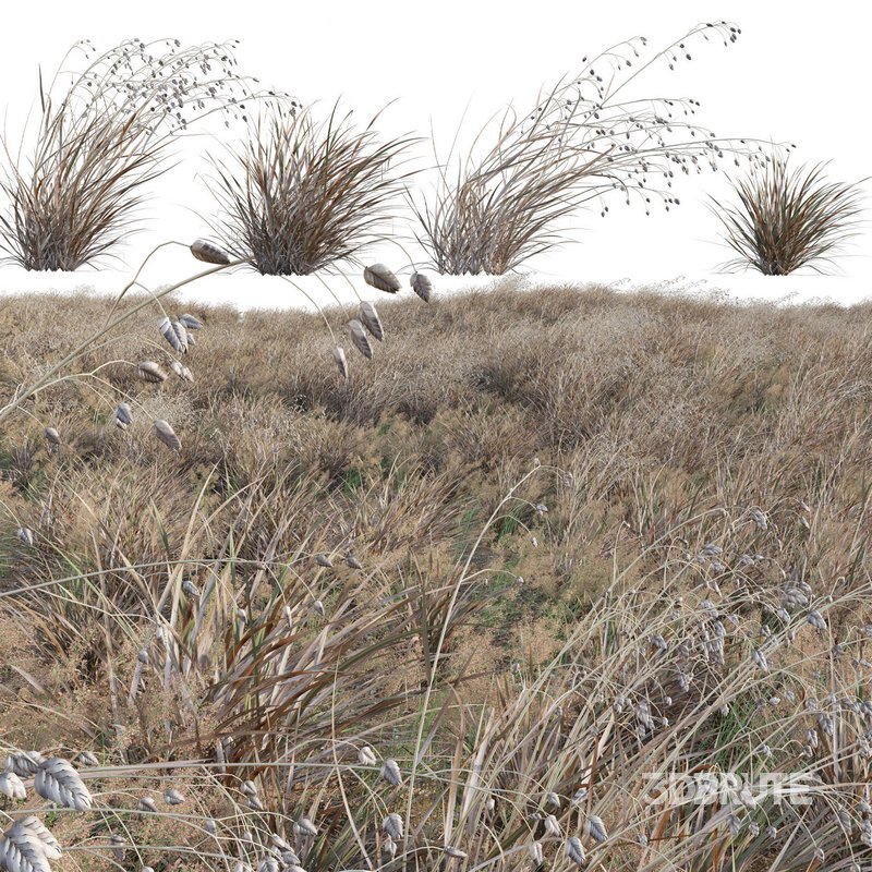 Briza media – Quaking Grass 04 Image 1