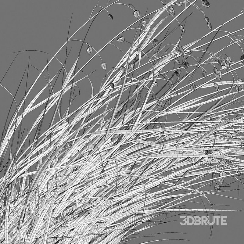 Briza media – Quaking Grass 02 Image 4