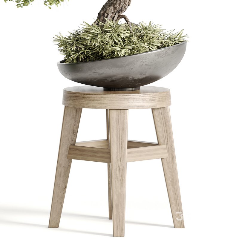 indoor plant Set Bonsai 127 Image 3